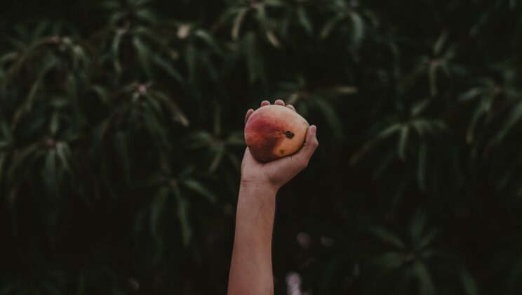 Bisikan Pohon Mangga